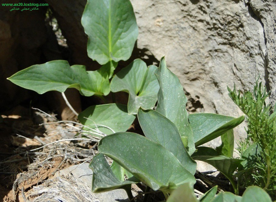 آش کارده